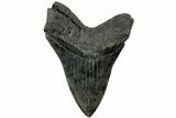 Serrated, Fossil Megalodon Tooth - South Carolina #231759-2